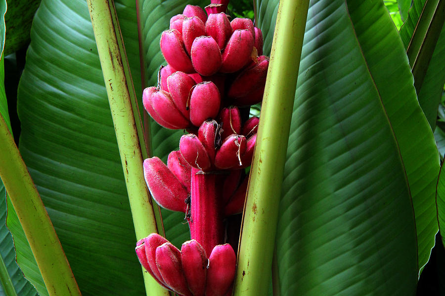 Pink Bananas Photograph