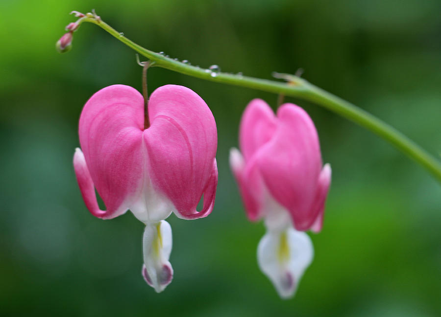 Pink Bleeding Hearts Photograph by Juergen Roth