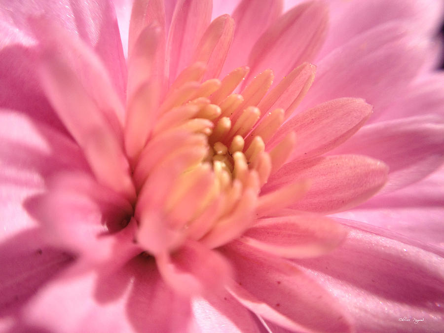 Pink Bloom Photograph by Chriss Pagani