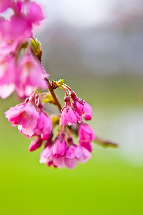 Pink Blossom Photograph by Joseph Bowman