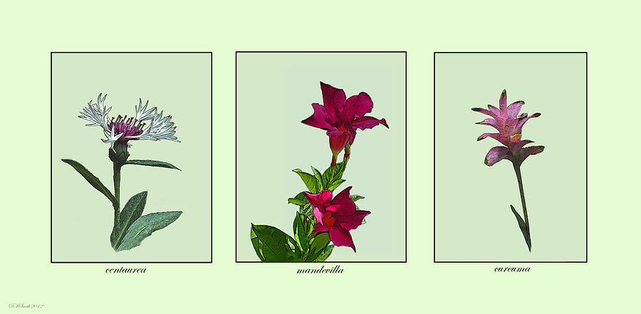 Pink Botanical Triptych Photograph by Deborah Smith