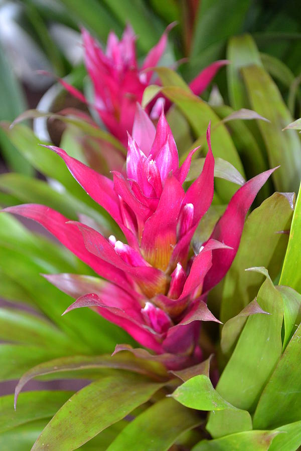 Pink Bromeliad Photograph by Sabin Donohoe | Fine Art America