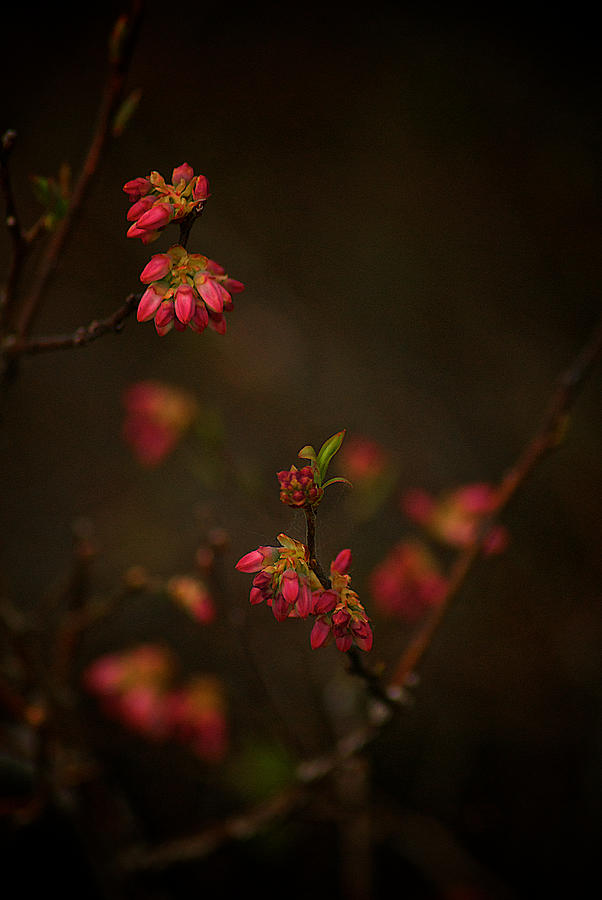 Pink Buds Photograph by Prince Andre Faubert