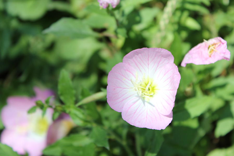 pink buttercup flower