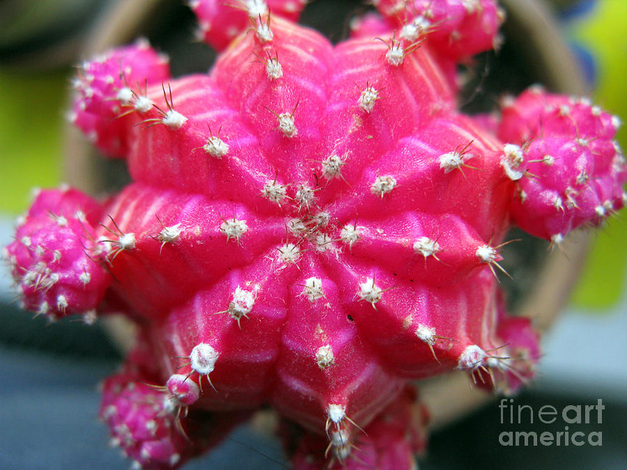Spring Photograph - Pink Cactus by Ausra Huntington nee Paulauskaite