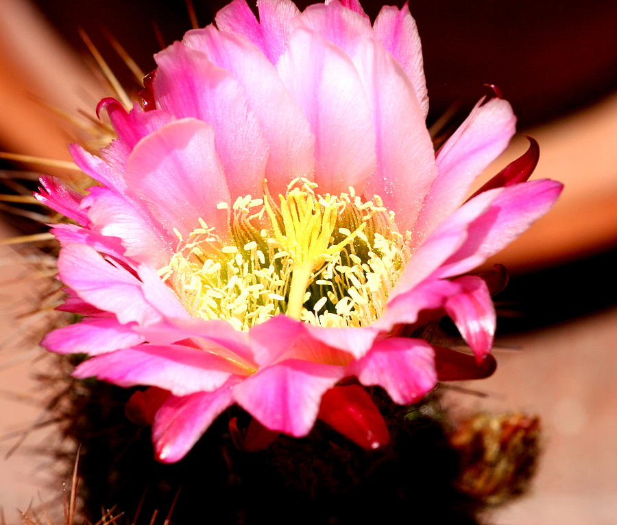 Pink Cactus Blossom Photograph by Darlene Costner | Fine Art America