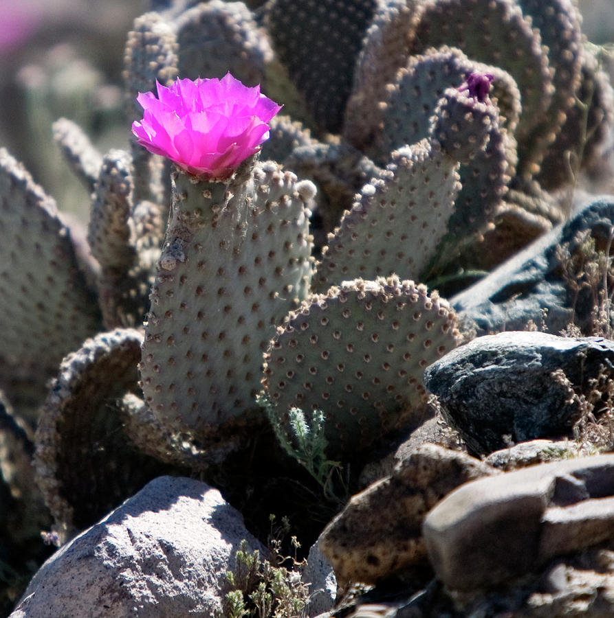Cactus Flower Photograph by Gilbert Artiaga