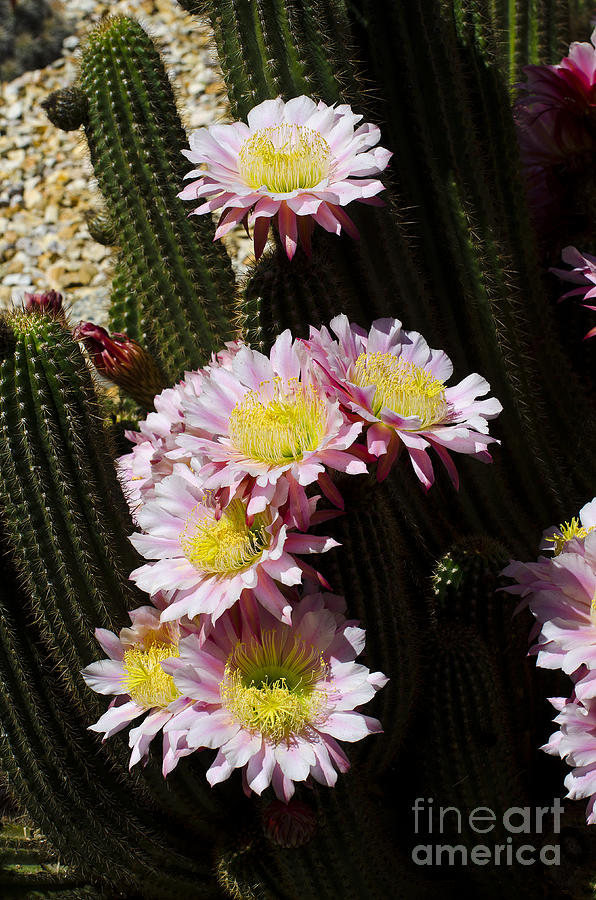 Spring Photograph - Pink cactus by Jim And Emily Bush