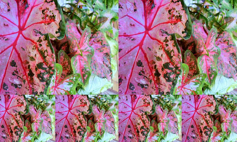 Pink Calicium Collage  Photograph by Tim Donovan