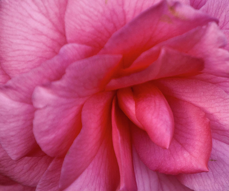 Pink Camellia Photograph by Forest Alan Lee