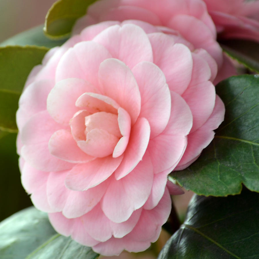 Pink Camellia Petals Photograph by P S - Pixels