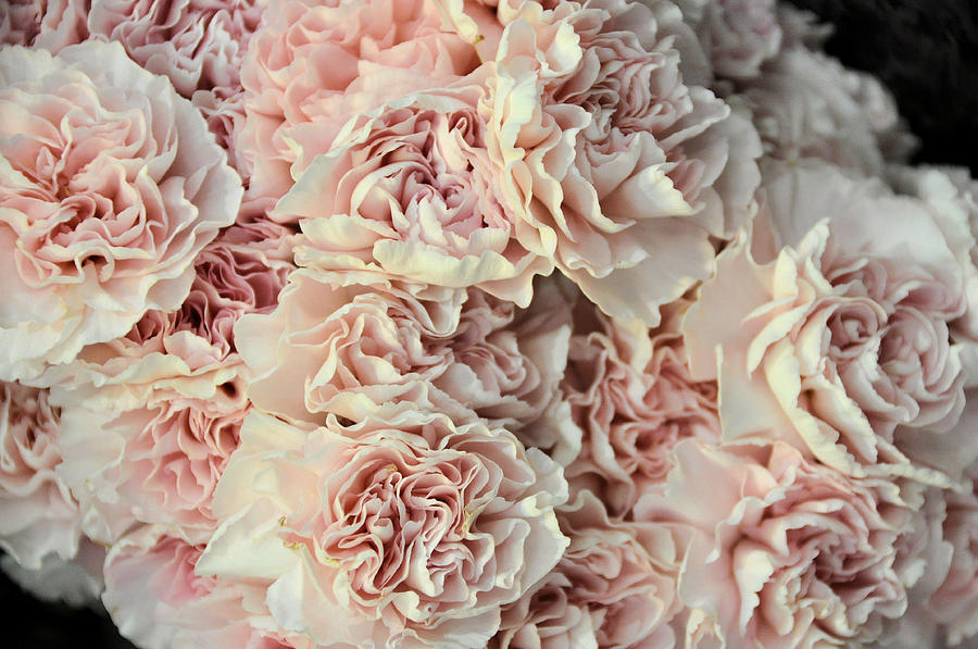 Pink Carnations Photograph by Jan Amiss Photography