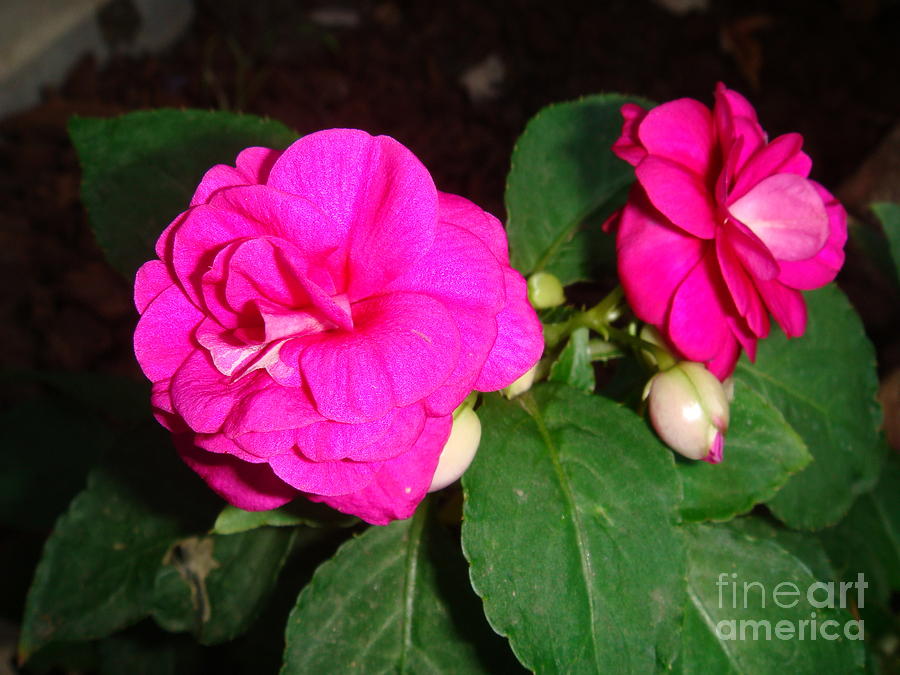 Nature Photograph - Pink by Catherine DeHart