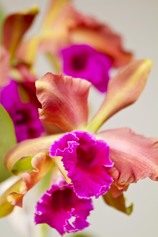 Pink Cattalaya Orchid Photograph by Ron Dahlquist