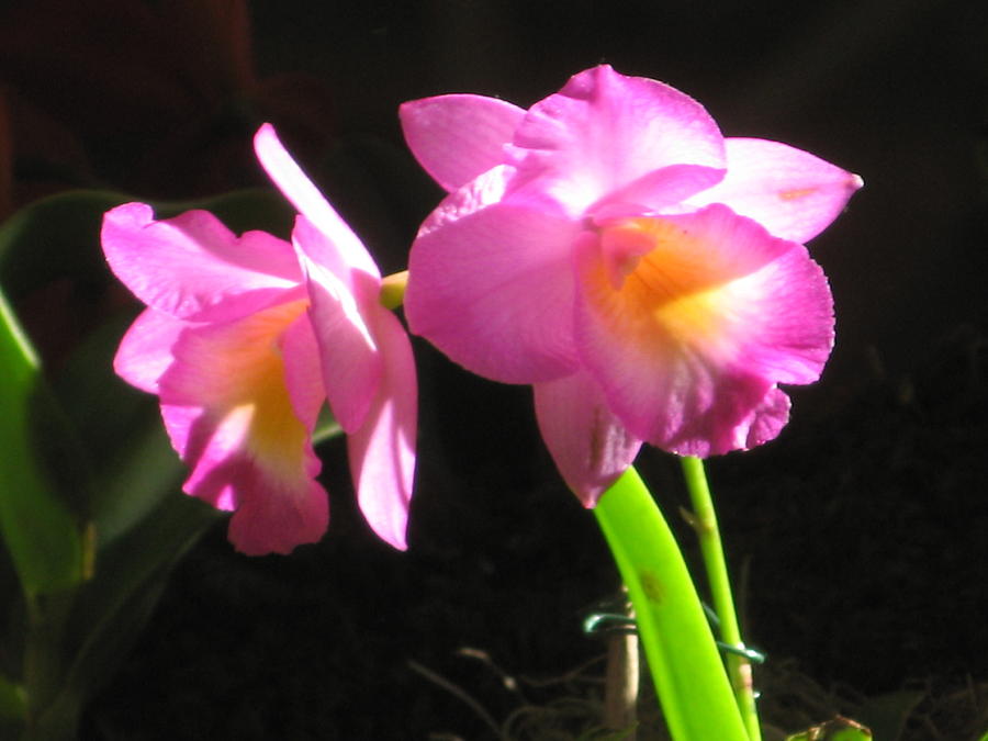Pink Cattleya Orchid Photograph by Alfred Ng