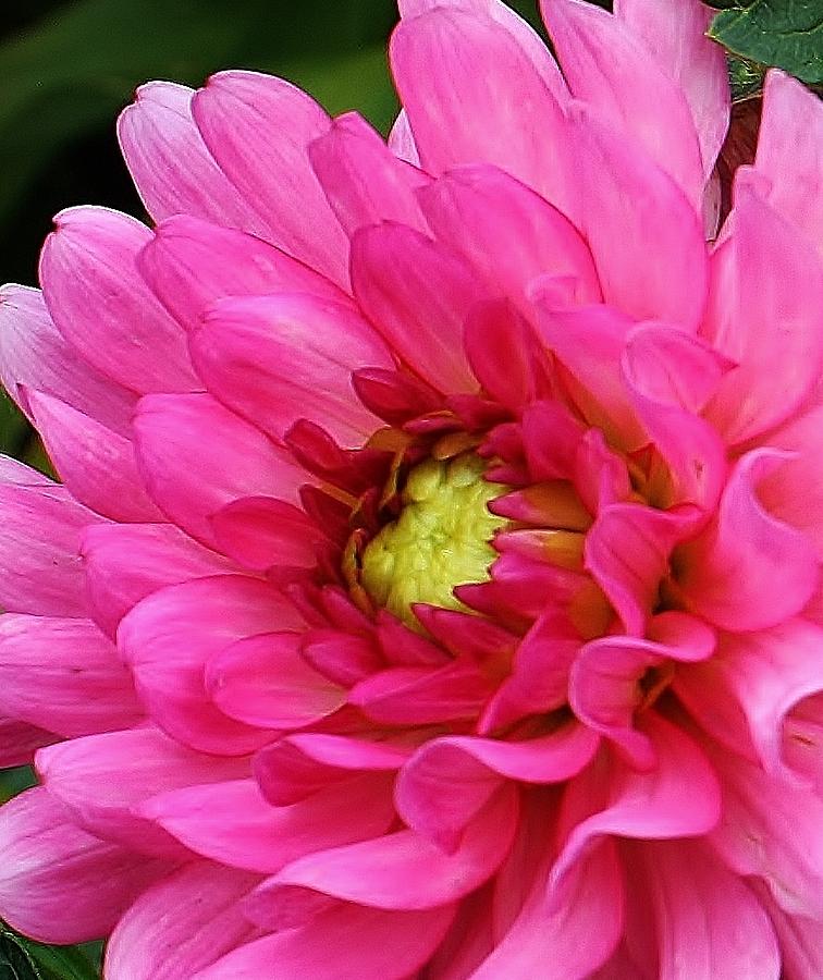 Pink Charmer Photograph by Bruce Bley - Fine Art America