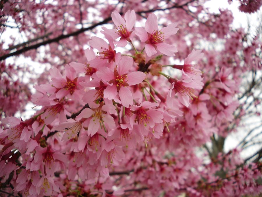 Tree Photograph - Pink Cherry Blossom Morning by Timothy Jones