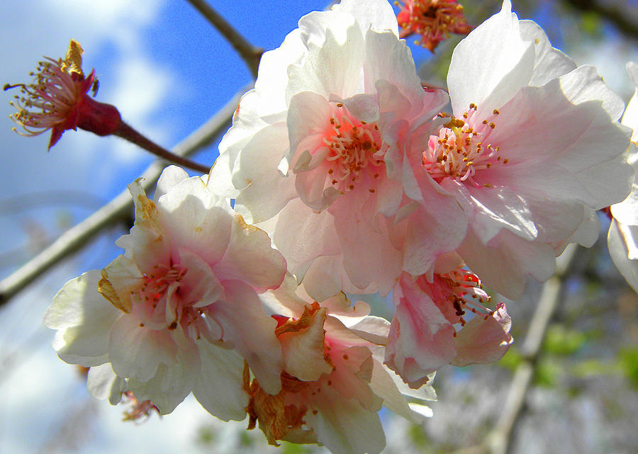Pink Cherry Blossoms Photograph by Kim Galluzzo Wozniak