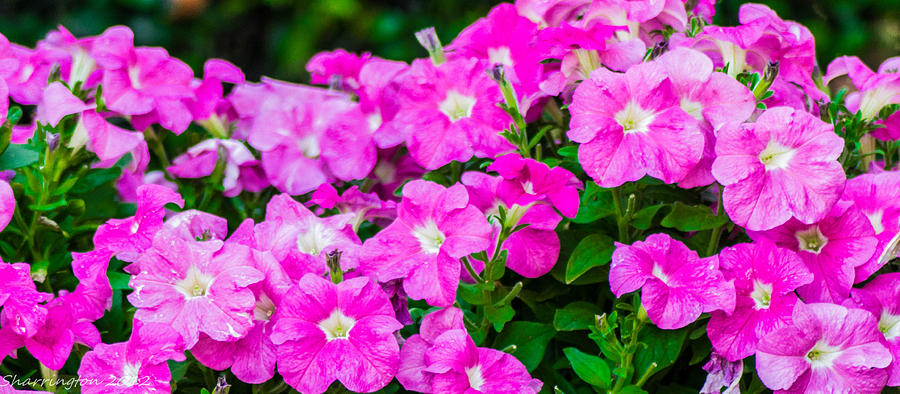 Flower Photograph - Pink Chorus by Shannon Harrington