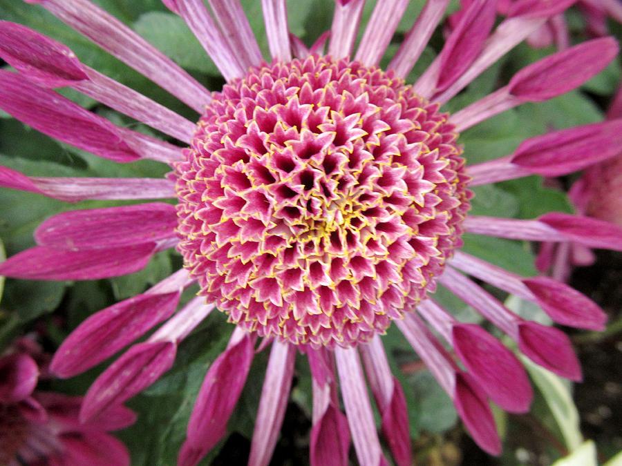 Pink Chrysanthemum Photograph by Alfred Ng