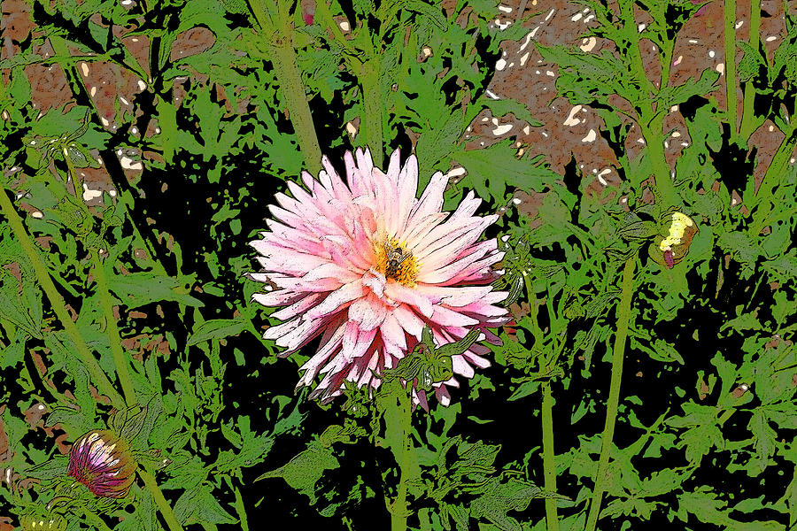 Pink Chrysanthemum  Photograph by Gilbert Artiaga