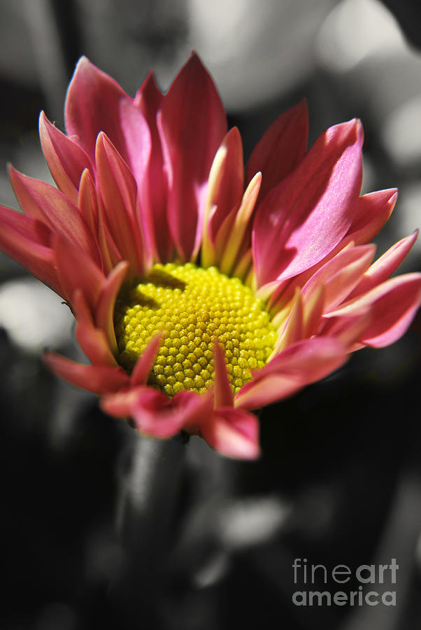 Pink Chrysanthemum Photograph by Yhun Suarez