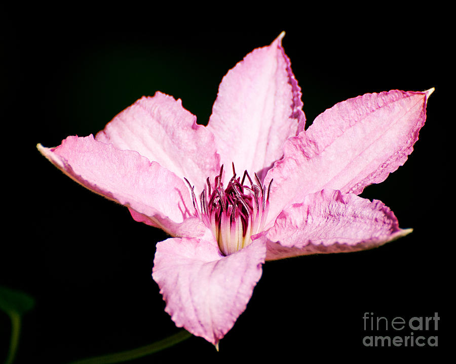 Pink Clematis Photograph by Jean A Chang