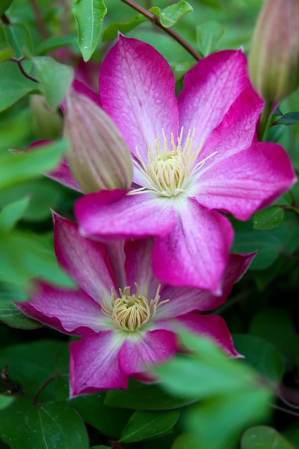 Pink Clematis Photograph by Theresa Johnson