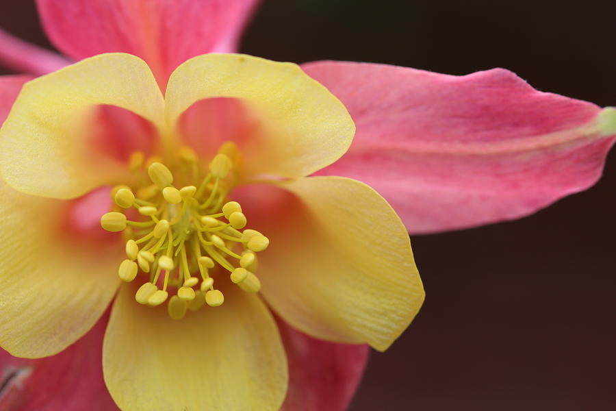 Pink Columbine Photograph by Terri Ruffino - Fine Art America