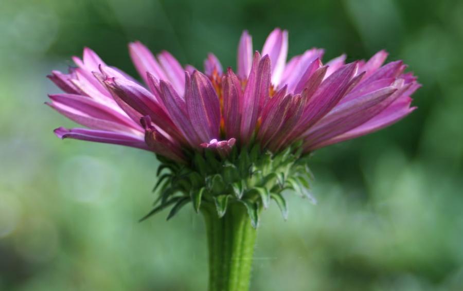 Pink Cone Flower Photograph by Barbara S Nickerson