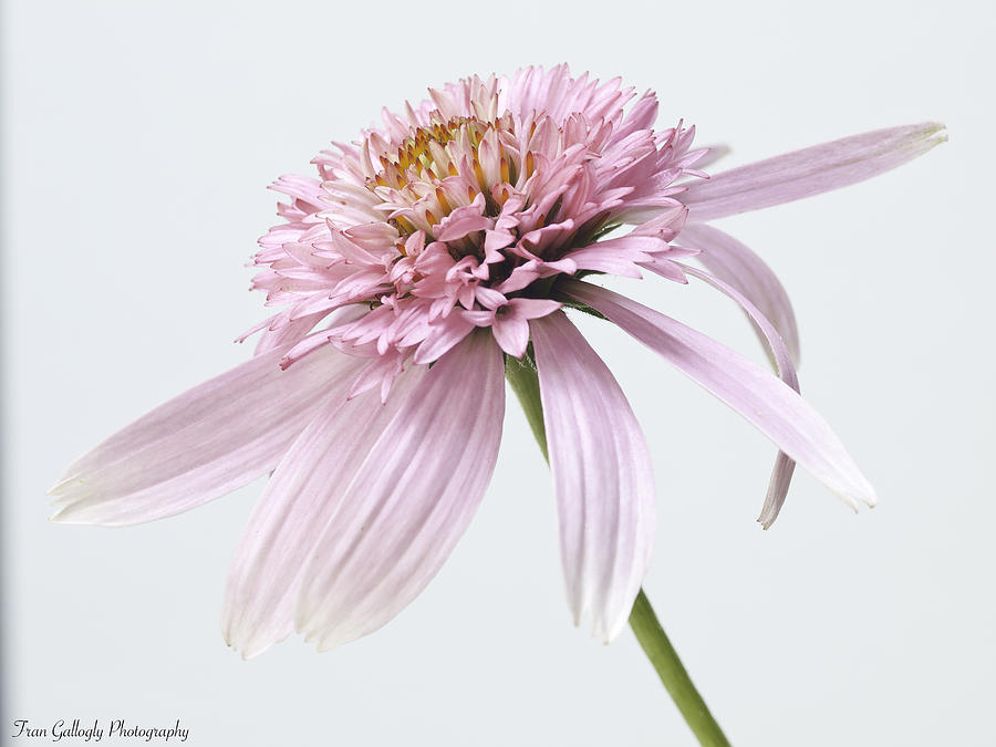 Pink Cone Flower Photograph by Fran Gallogly