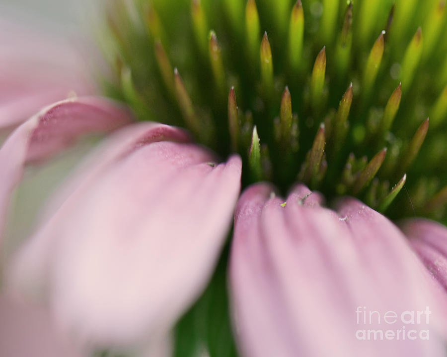 Pink Cone Flower Photograph by Traci Cottingham