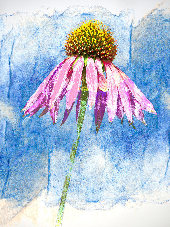 Pink Coneflower on Blue Photograph by Carol Leigh