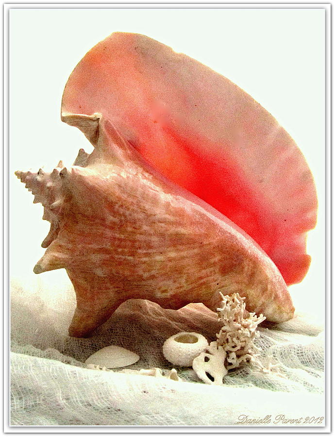 Conch Shell Photograph - Pink Cong Shell by Danielle  Parent