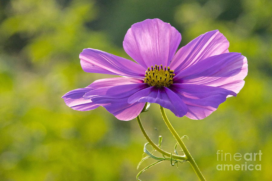 Nature Photograph - Pink Cosmos 2 by Sean Griffin