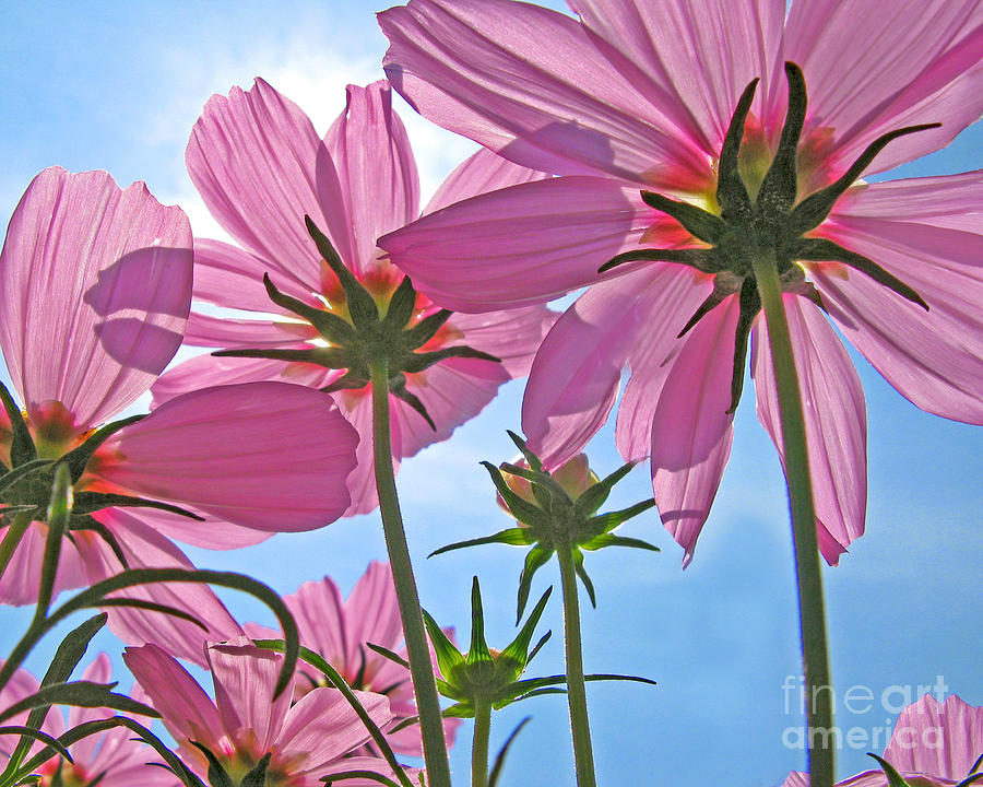 Pink Cosmos Photograph by Jack Schultz