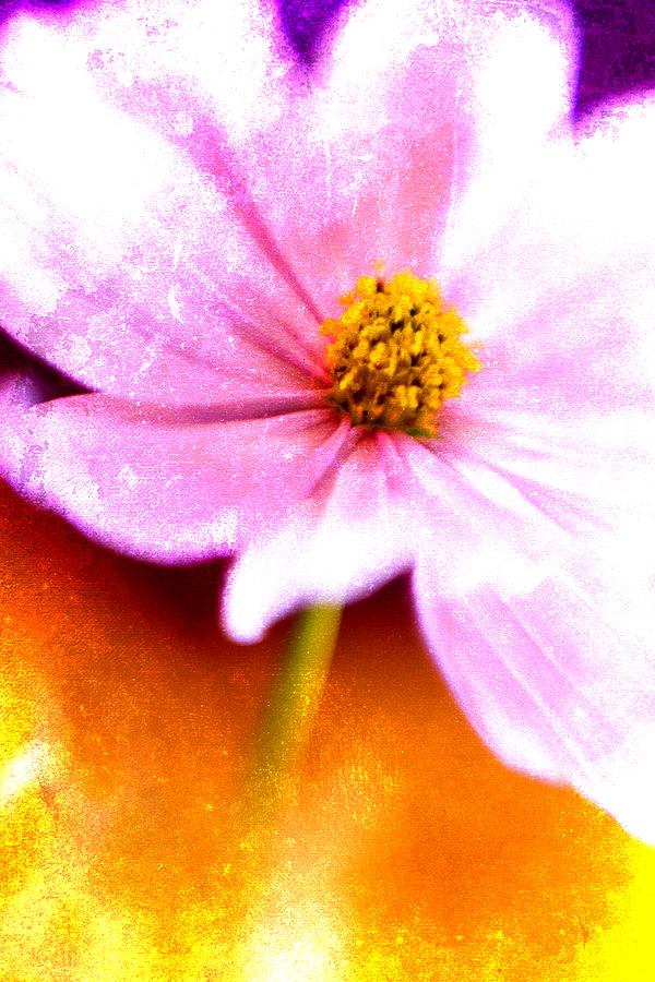 Pink Cosmos on Orange Photograph by Carol Leigh