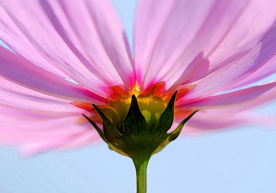 Flower Photograph - Pink Cosmos by Rich Franco