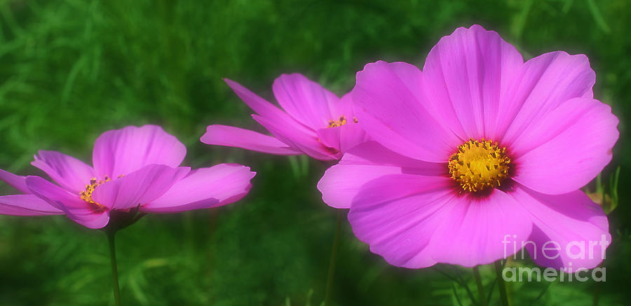 Pink Cosmos Flowers Photograph by Smilin Eyes Treasures