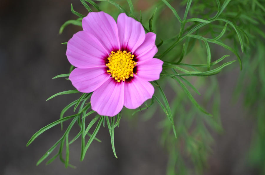 Pink Cosmos Photograph by Terence Davis