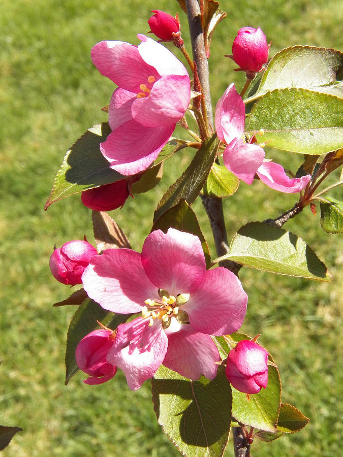 Pink Crab Apple Blossoms Photograph by Corinne Elizabeth Cowherd