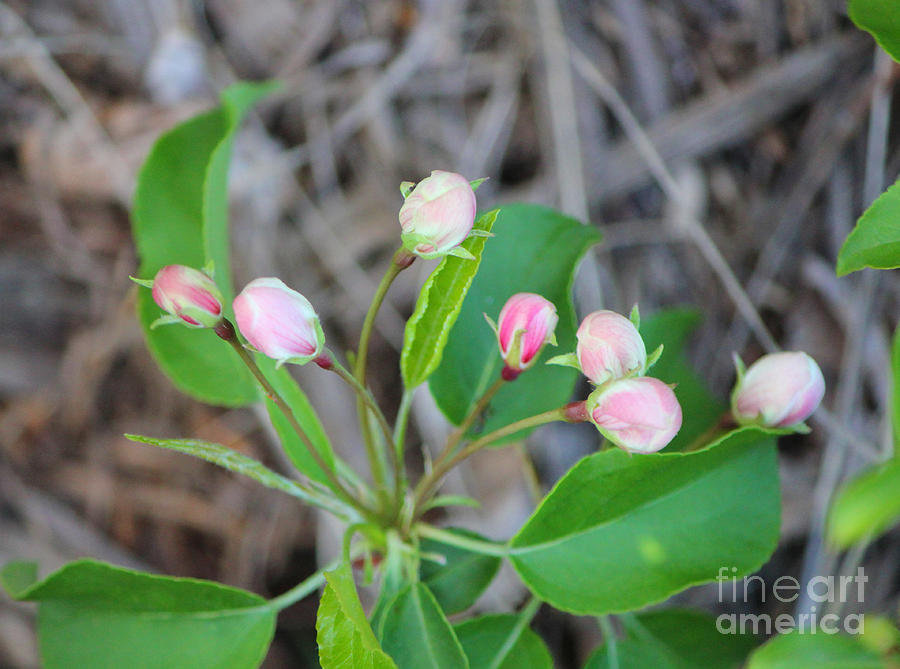 Pink Crabapple Bud Photograph by Donna L Munro