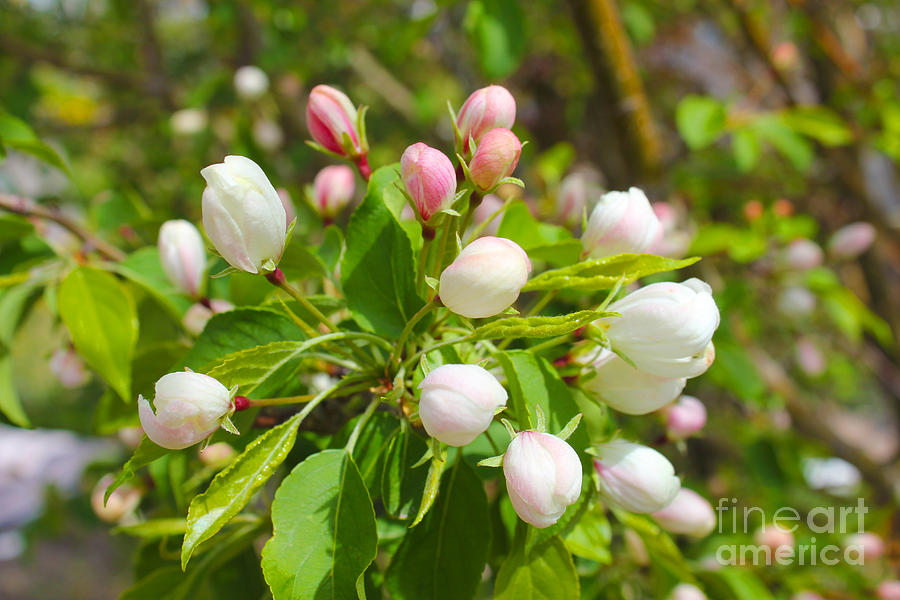 Pink Crabapple Buds Photograph by Donna L Munro