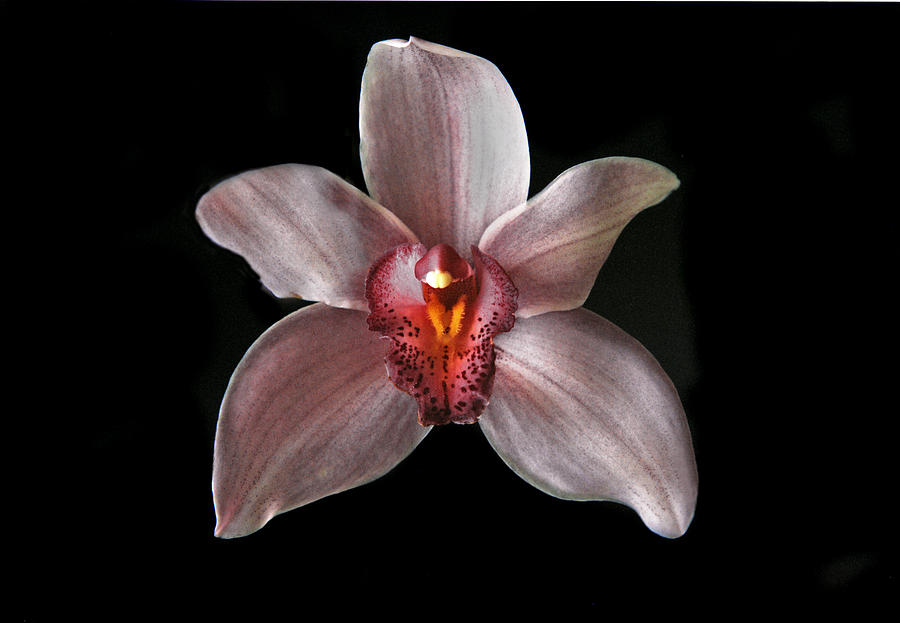 Pink Cymbidium Orchid. Photograph by Chris  Kusik
