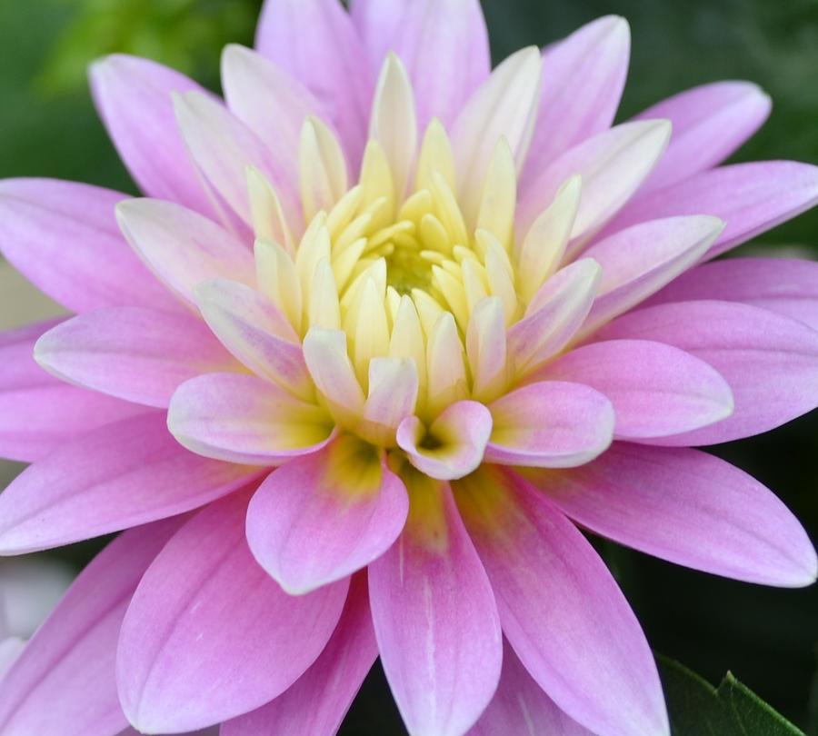 Pink Dahlia Flower Photograph by P S - Fine Art America