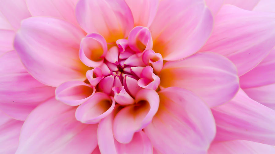Pink Dahlia Photograph by Ronda Broatch