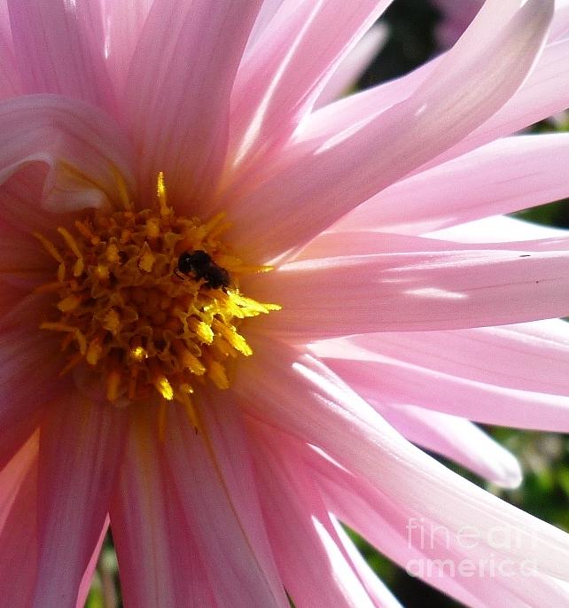 Pink Dahlia with Bee Photograph by Therese Alcorn