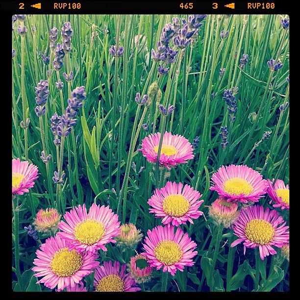 Pink Daisies And Lavender Flowers Photograph by Jyothi Joshi