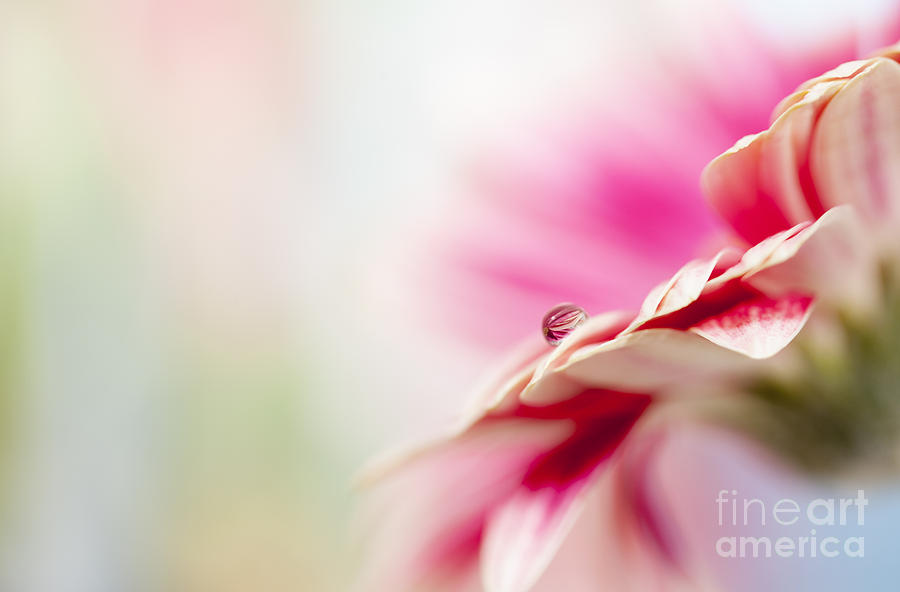 Pink Daisy and Droplet Photograph by Susan Gary