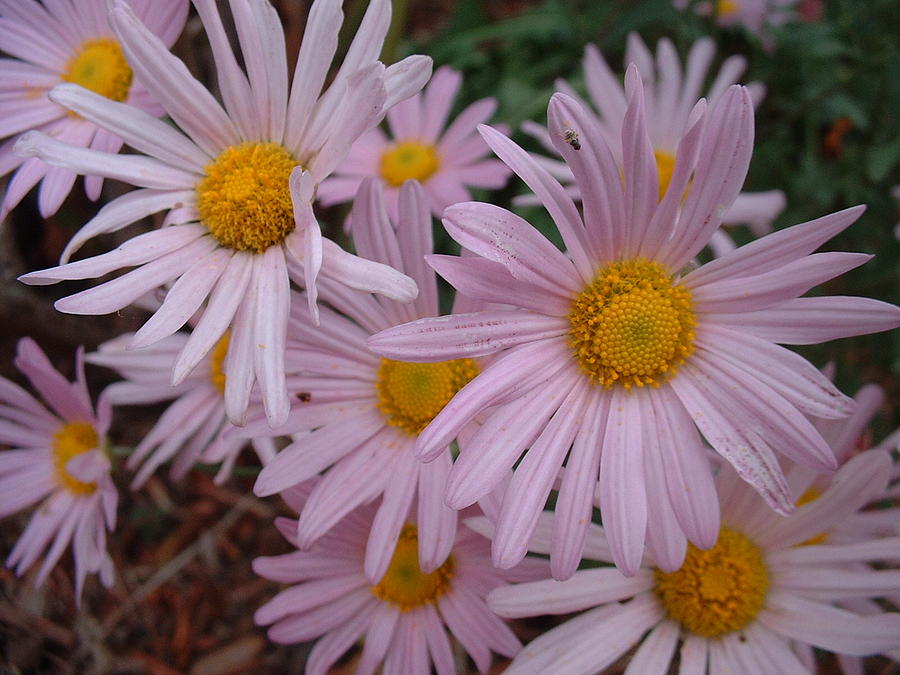 Pink Daisys Photograph